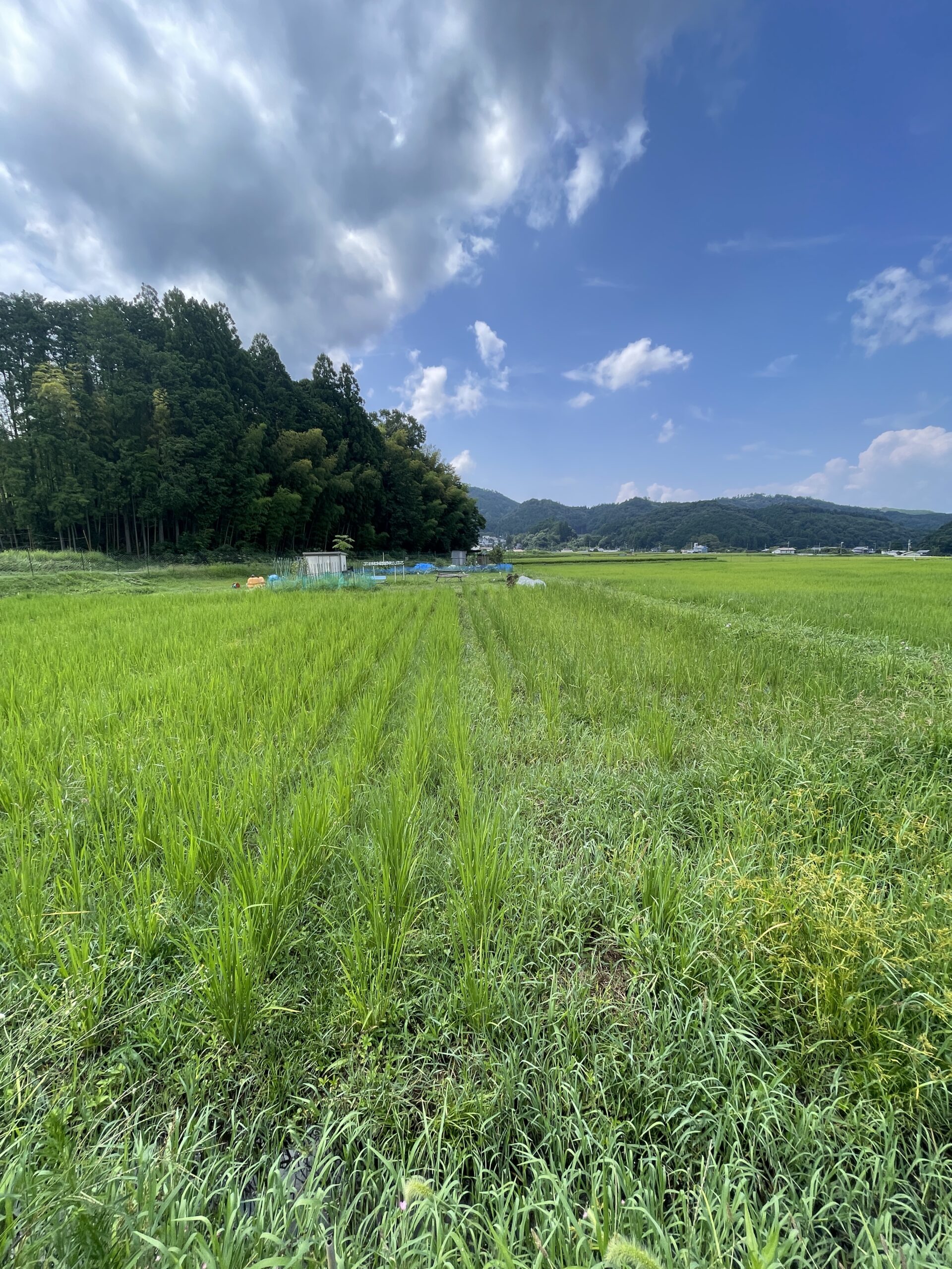 大阪能勢の田んぼ